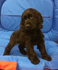Coker spaniel