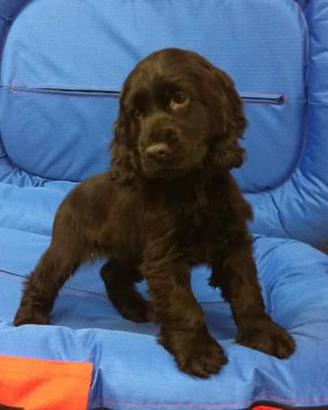 Coker spaniel