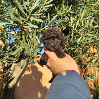 Barboncino toy nero e mini Toy 2 M anche a rate