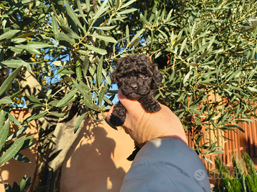 Barboncino toy nero e mini Toy 2 M anche a rate