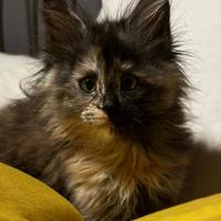 Maine coon femmina