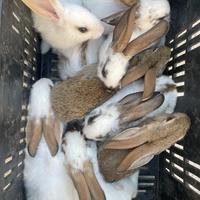 Conigli Papillon X Giganti delle Fiandre