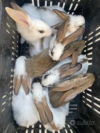 Conigli Papillon X Giganti delle Fiandre