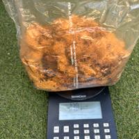 Muschio stabilizzato - lichene - veri colori