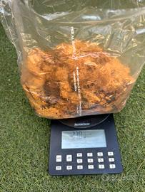 Muschio stabilizzato - lichene - veri colori