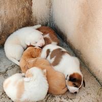 Cuccioli pastore dell'Asia centrale