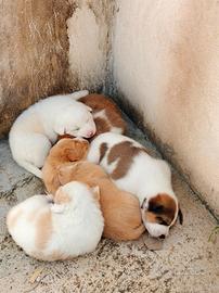 Cuccioli pastore dell'Asia centrale