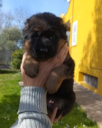 Cuccioli pastore tedesco
