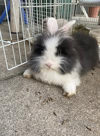 Coniglio Testa di leone