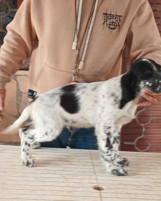 Setter inglese tre mesi