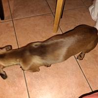 Cucciolo bassotto 7 mesi