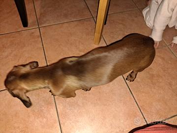 Cucciolo bassotto 7 mesi