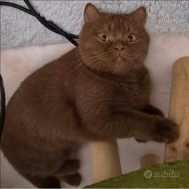 British shorthair