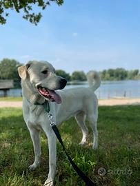 Cane da adottare mix Maremmano Labrador
