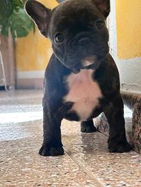 Bulldog francese puro femmina