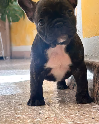 Bulldog francese puro femmina