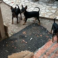 Cuccioli di Mini-Pinscher