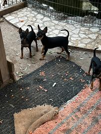 Cuccioli di Mini-Pinscher