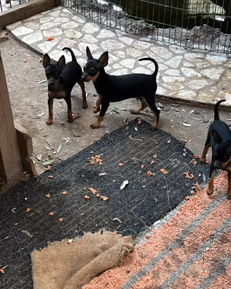 Cuccioli di Mini-Pinscher