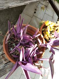 Tradescantia Pallida viola in vaso di plastica