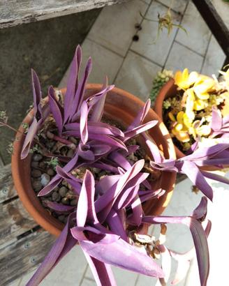Tradescantia Pallida viola in vaso di plastica