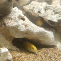 Ciclide Labidochromis caeruleus