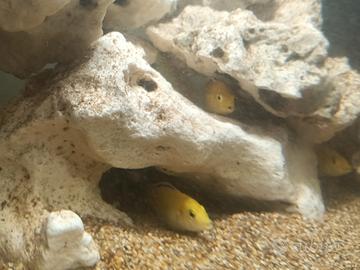 Ciclide Labidochromis caeruleus