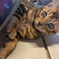 Cuccioli Bengala pedegree