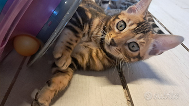 Cuccioli Bengala pedegree