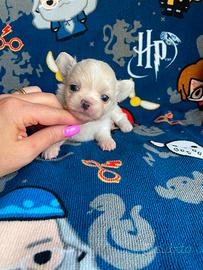 Cucciolo chihuahua