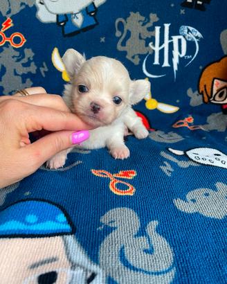 Cucciolo chihuahua