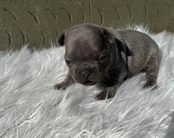 Bulldog francesi maschi esotici