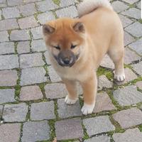 Shiba maschi e femmine