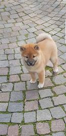 Shiba maschi e femmine