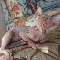 Cucciola sphynx