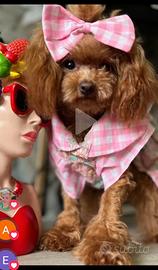 Barboncino femmina teacup