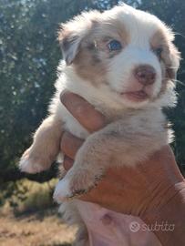Cucciolo pastore australiano