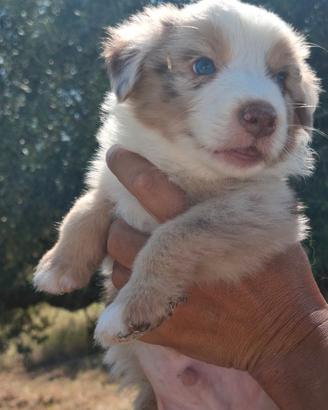Cucciolo pastore australiano