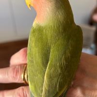 Agapornis Roseicollis allevati a mano