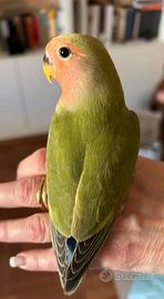 Agapornis Roseicollis allevati a mano