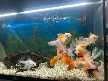 Acquario con pesce