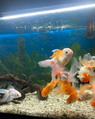 Acquario con pesce