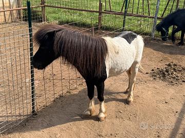 Coppia di pony disponibili