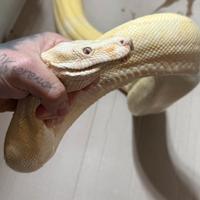 Coppia Boa conscrictor