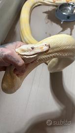 Coppia Boa conscrictor