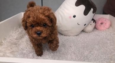 Barboncini mini mini toy red subito disponibili