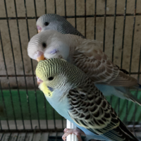 Cocorite e inseparabilili
