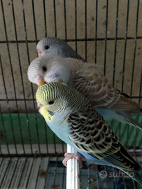 Cocorite e inseparabilili