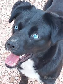 Cane meticcio