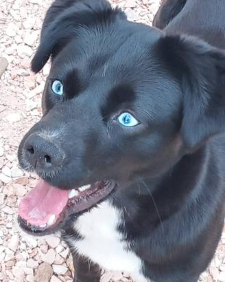 Cane meticcio